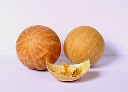 معرفی گیاهان - هندوانه ابوجهل